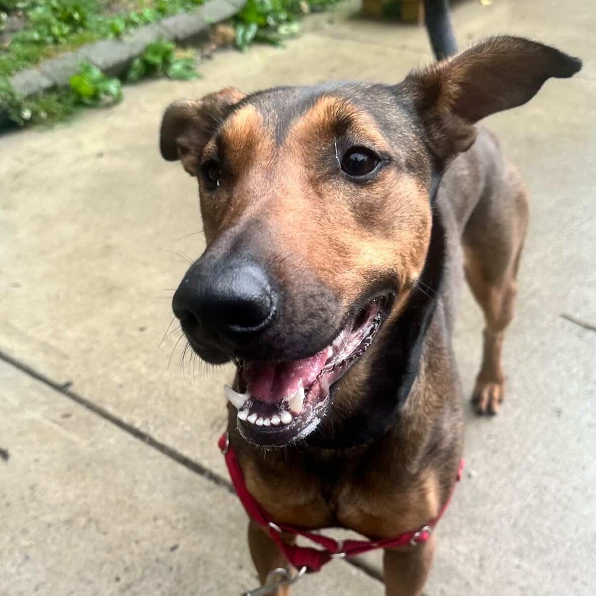 Cider, a ADOPTABLE mixed breed in Beacon, NY image 6/6