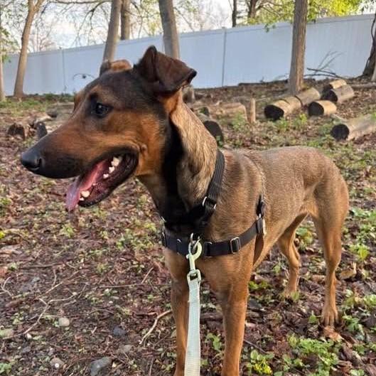 Enlarge Cider, a ADOPTABLE mixed breed in Beacon, NY image 3/5
