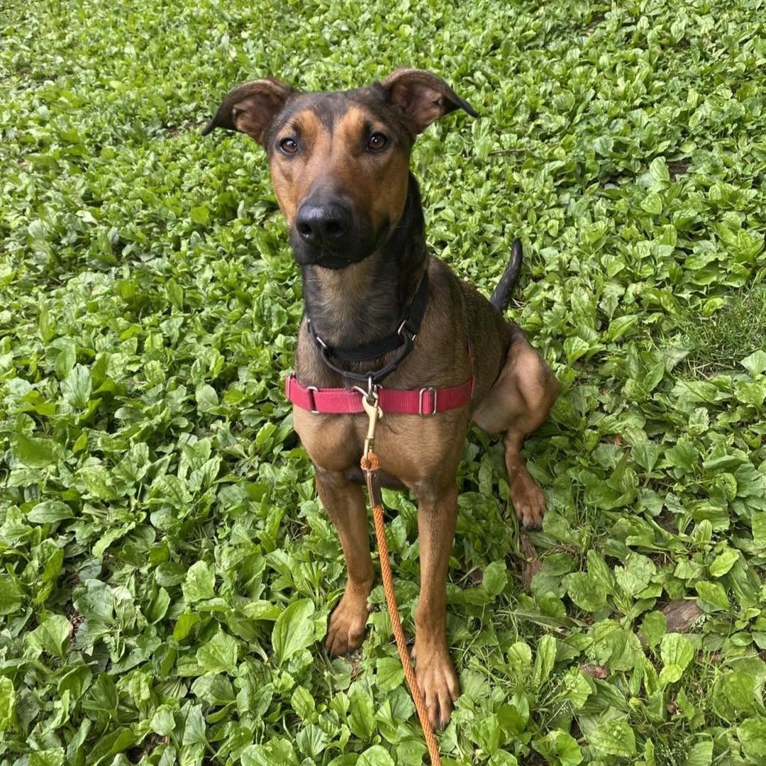Cider, ADOPTABLE, Young Female Belgian Shepherd / Malinois & Doberman Pinscher.