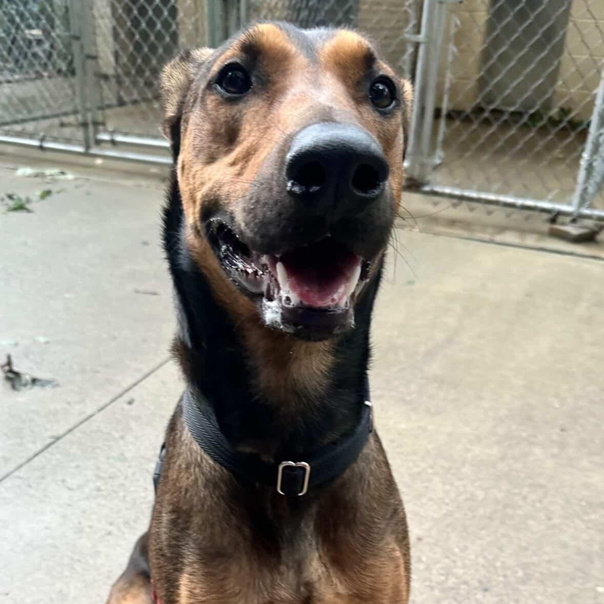 Cider, a ADOPTABLE mixed breed in Beacon, NY image 5/6