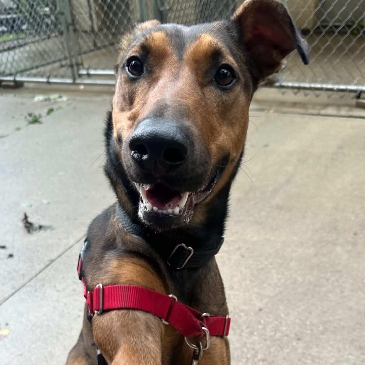 Cider, ADOPTABLE, Young Female Belgian Shepherd / Malinois & Doberman Pinscher.