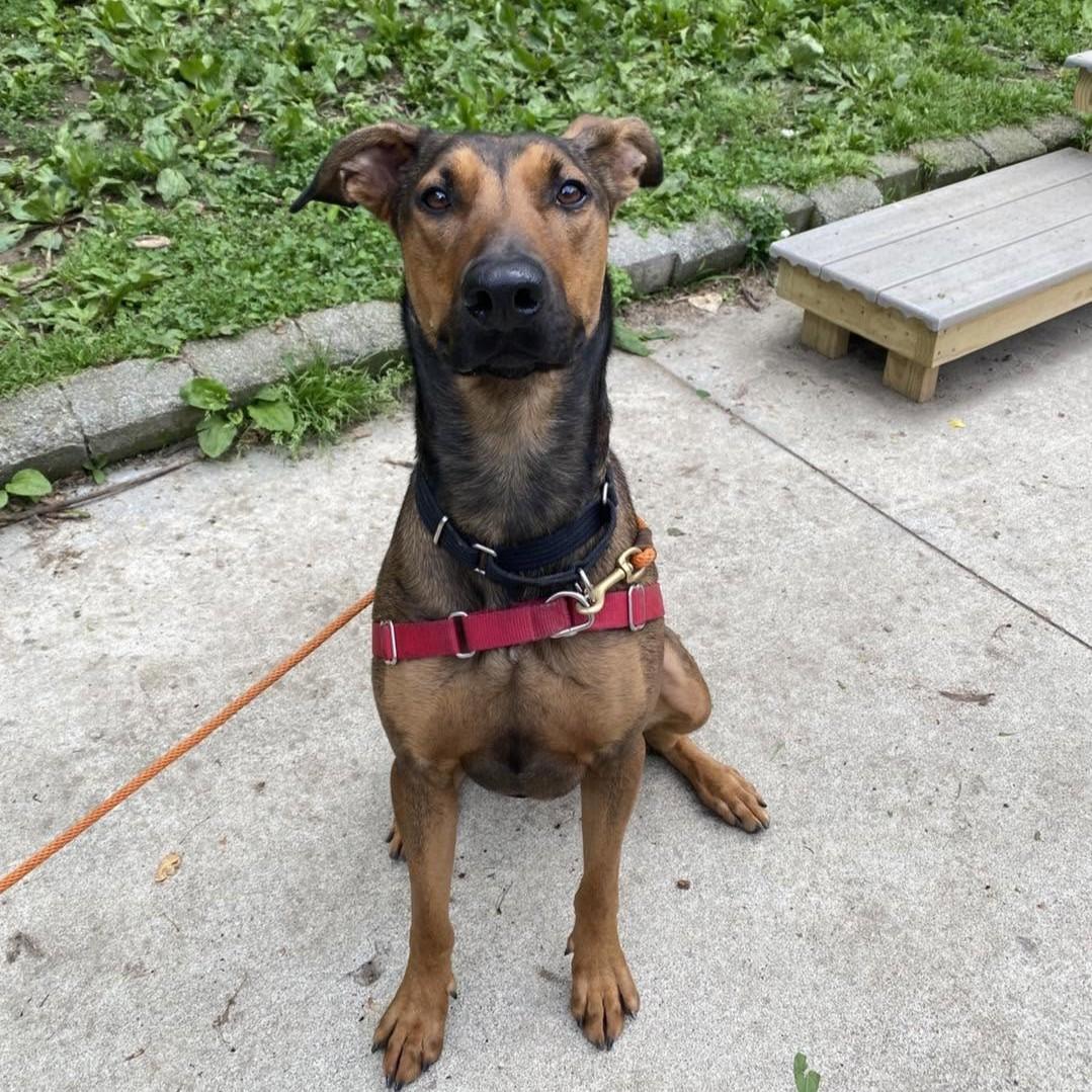 Enlarge Cider, a ADOPTABLE mixed breed in Beacon, NY image 2/5