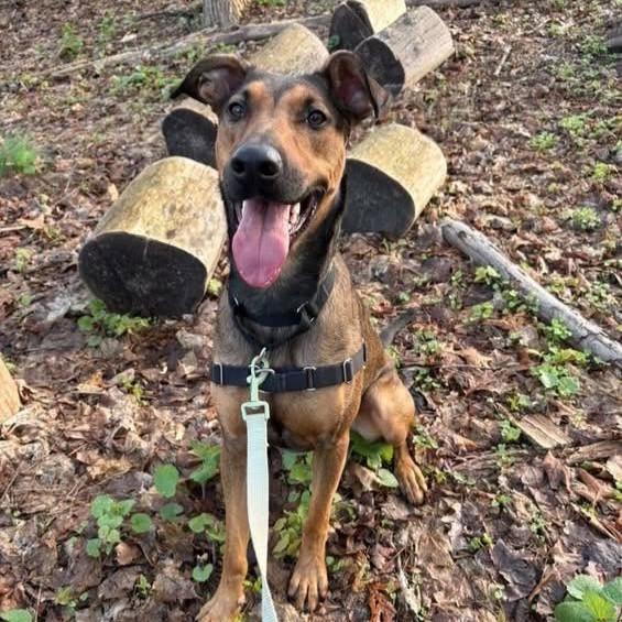 Enlarge Cider, a ADOPTABLE mixed breed in Beacon, NY image 5/5