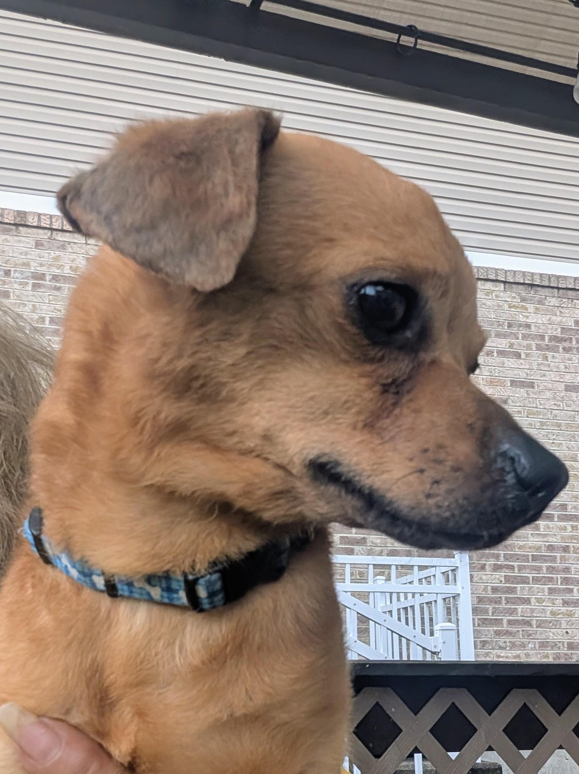 Chico, a ADOPTABLE mixed breed in Amelia, OH image 5/6