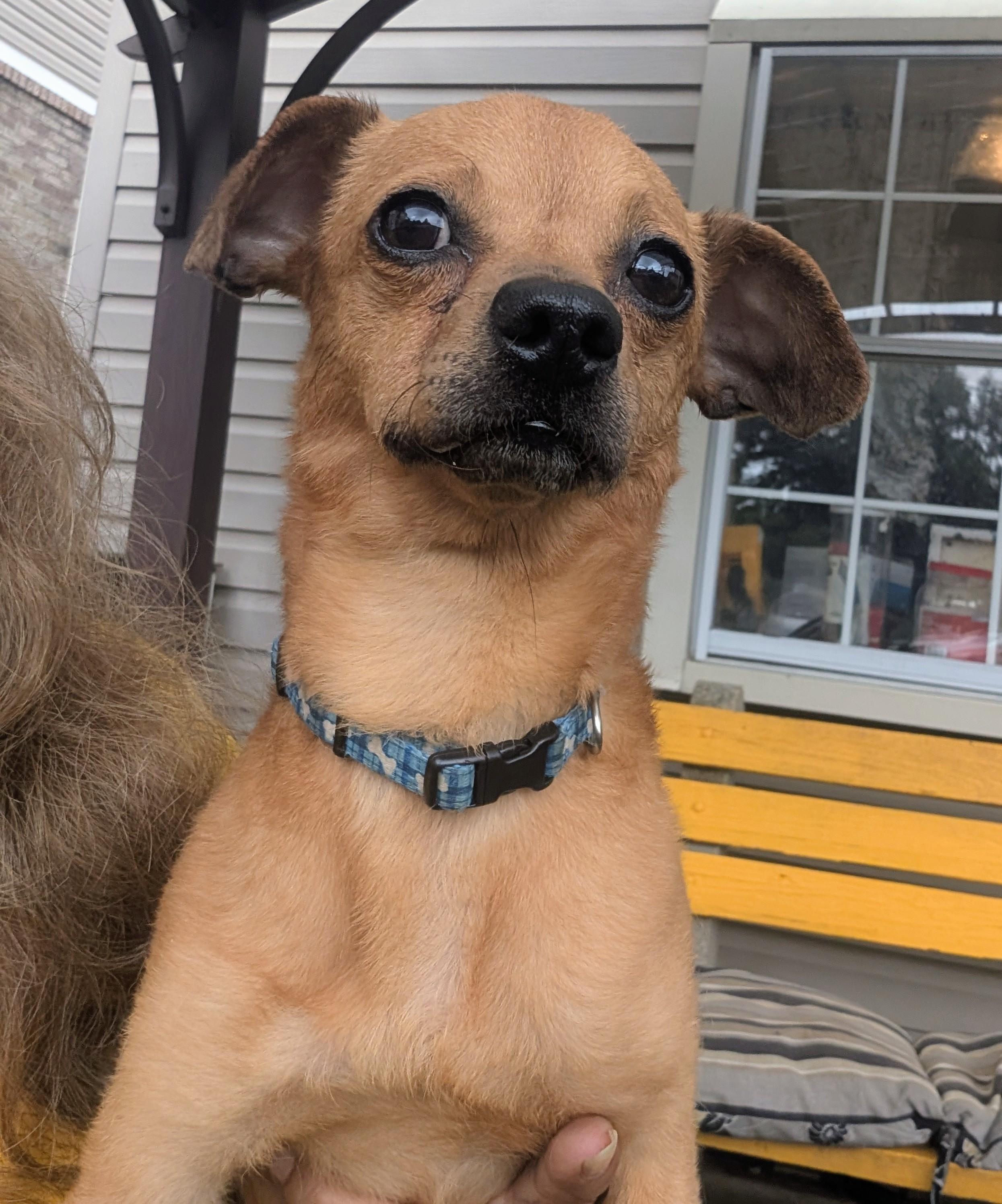 Chico, ADOPTABLE, Young Male Chihuahua.