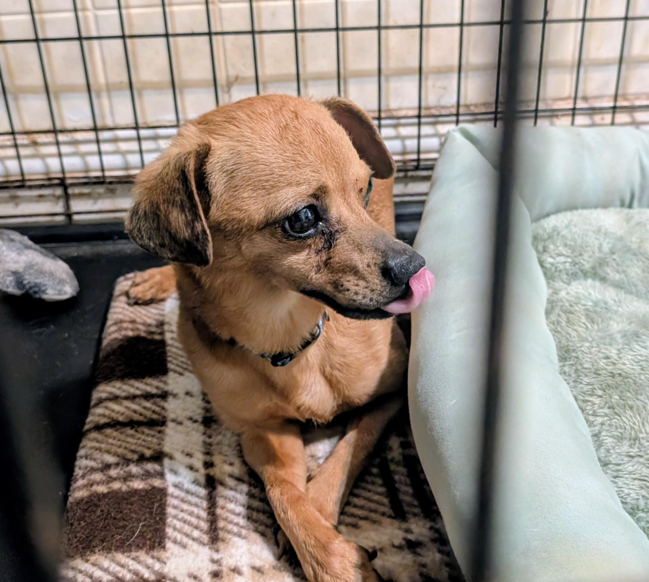 Chico, a ADOPTABLE mixed breed in Amelia, OH image 2/6