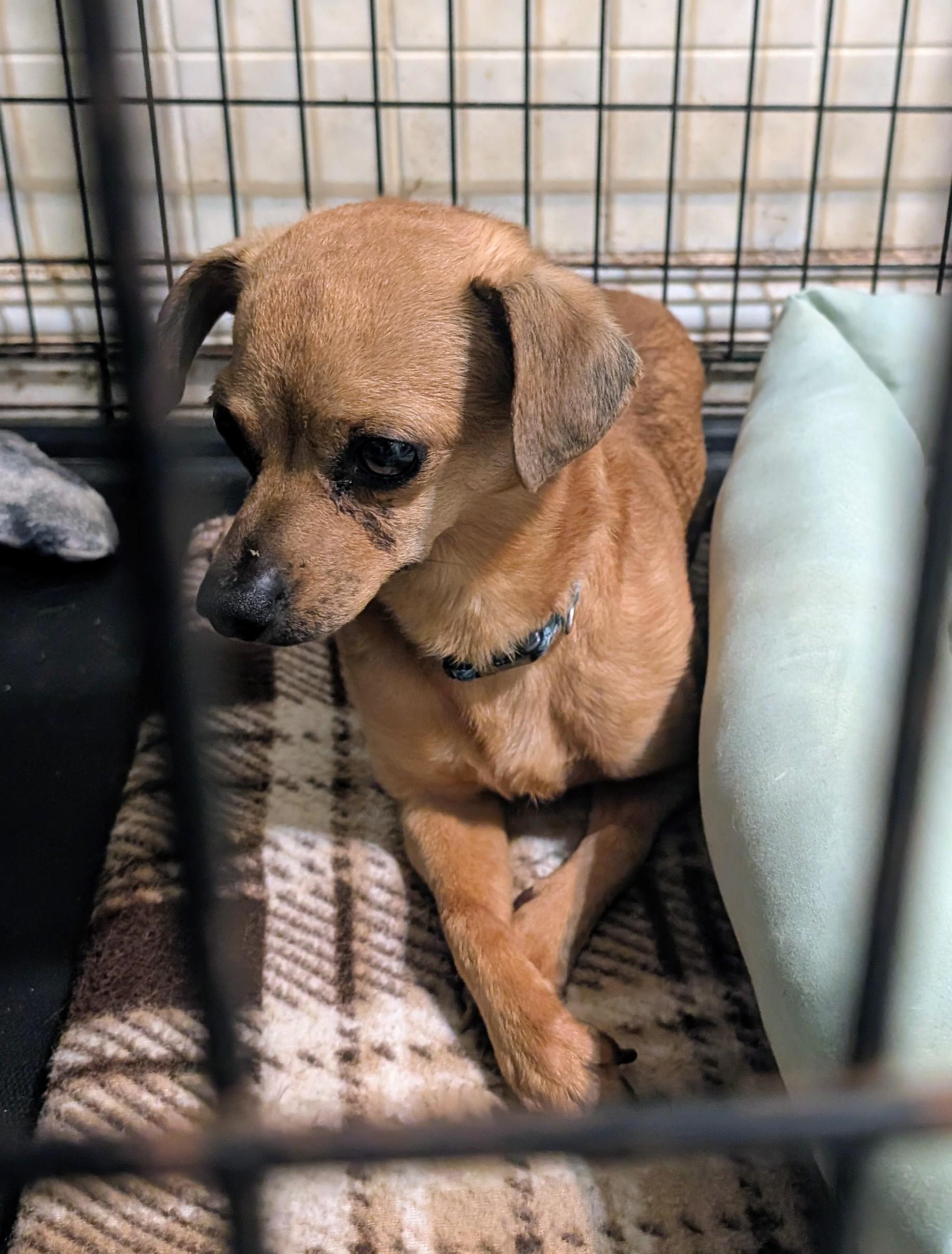 Chico, a ADOPTABLE mixed breed in Amelia, OH image 4/6