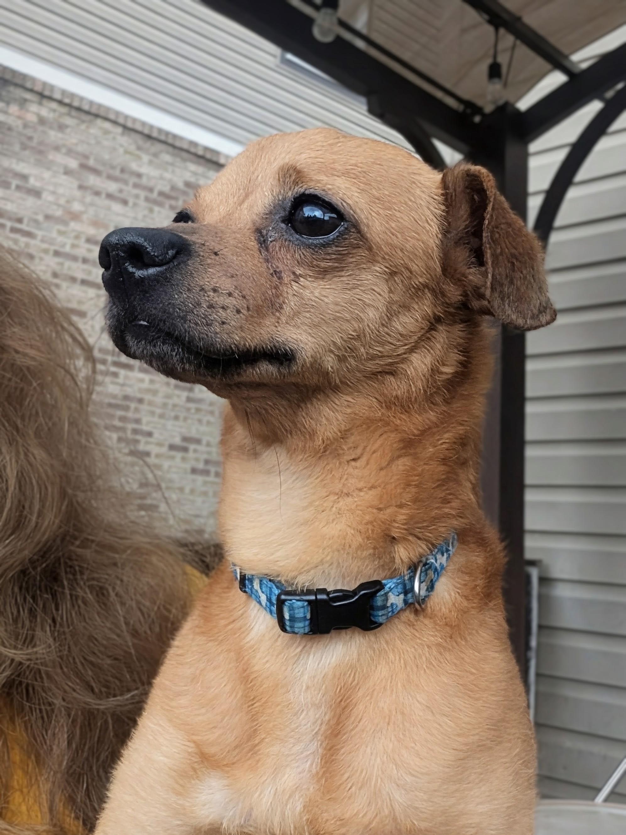 Chico, a ADOPTABLE mixed breed in Amelia, OH image 3/6