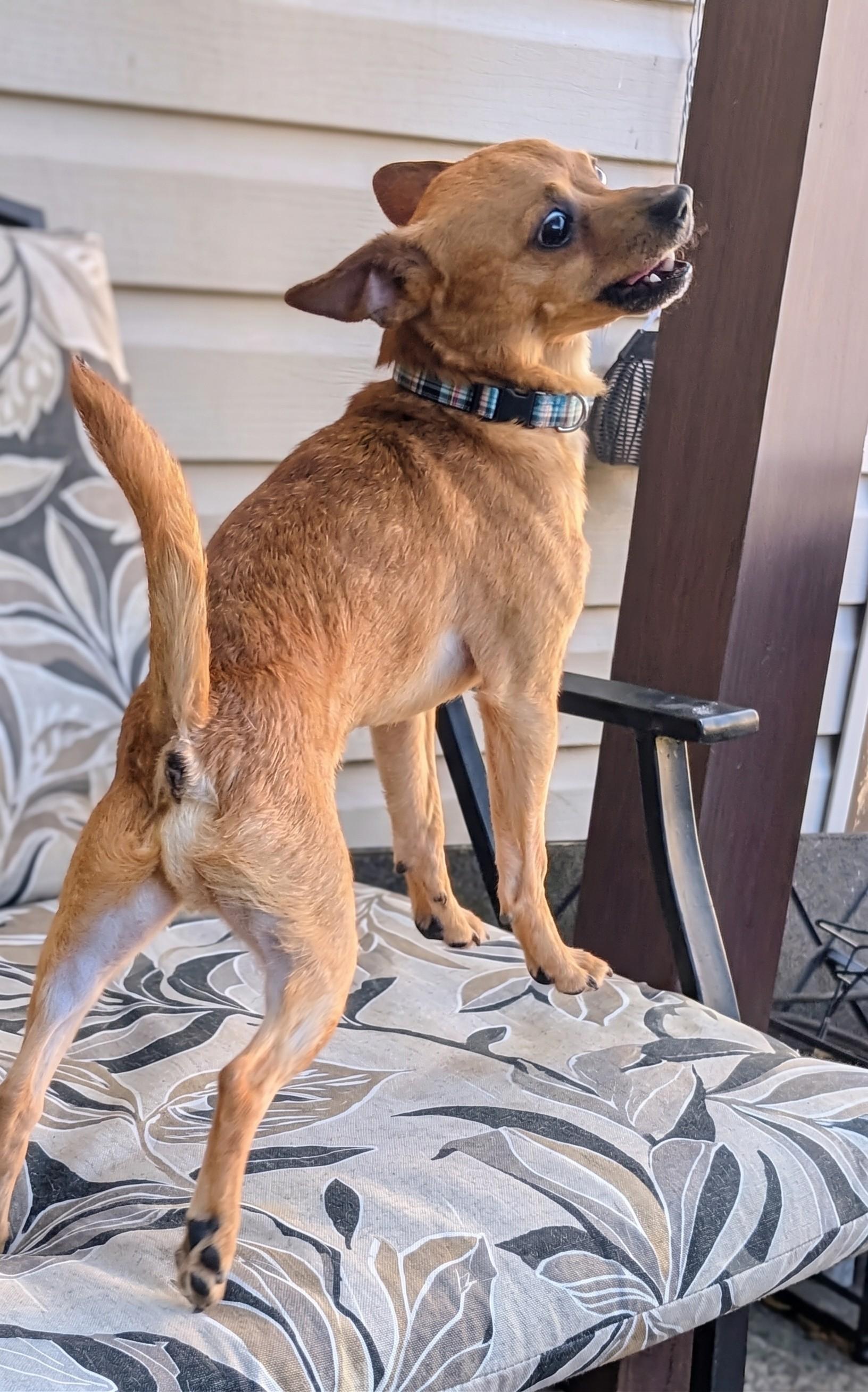 Chico, a ADOPTABLE mixed breed in Amelia, OH image 6/6