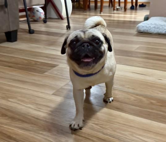 Jellybean, Adopted, Young Female Pug.