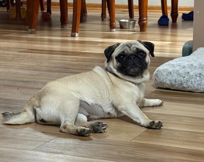 Enlarge Jellybean, a Adopted Pug in Fort Calhoun, NE image 2/4