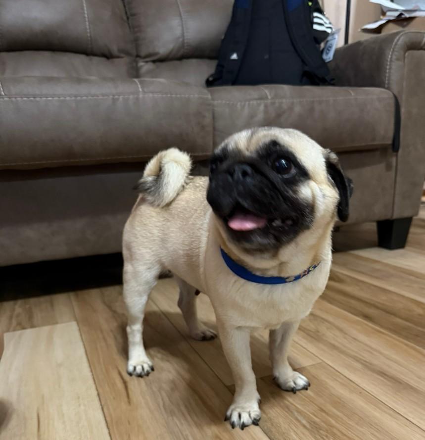 Enlarge Jellybean, a Adopted Pug in Fort Calhoun, NE image 3/4