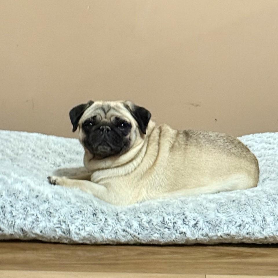 Enlarge Jellybean, a Adopted Pug in Fort Calhoun, NE image 4/4