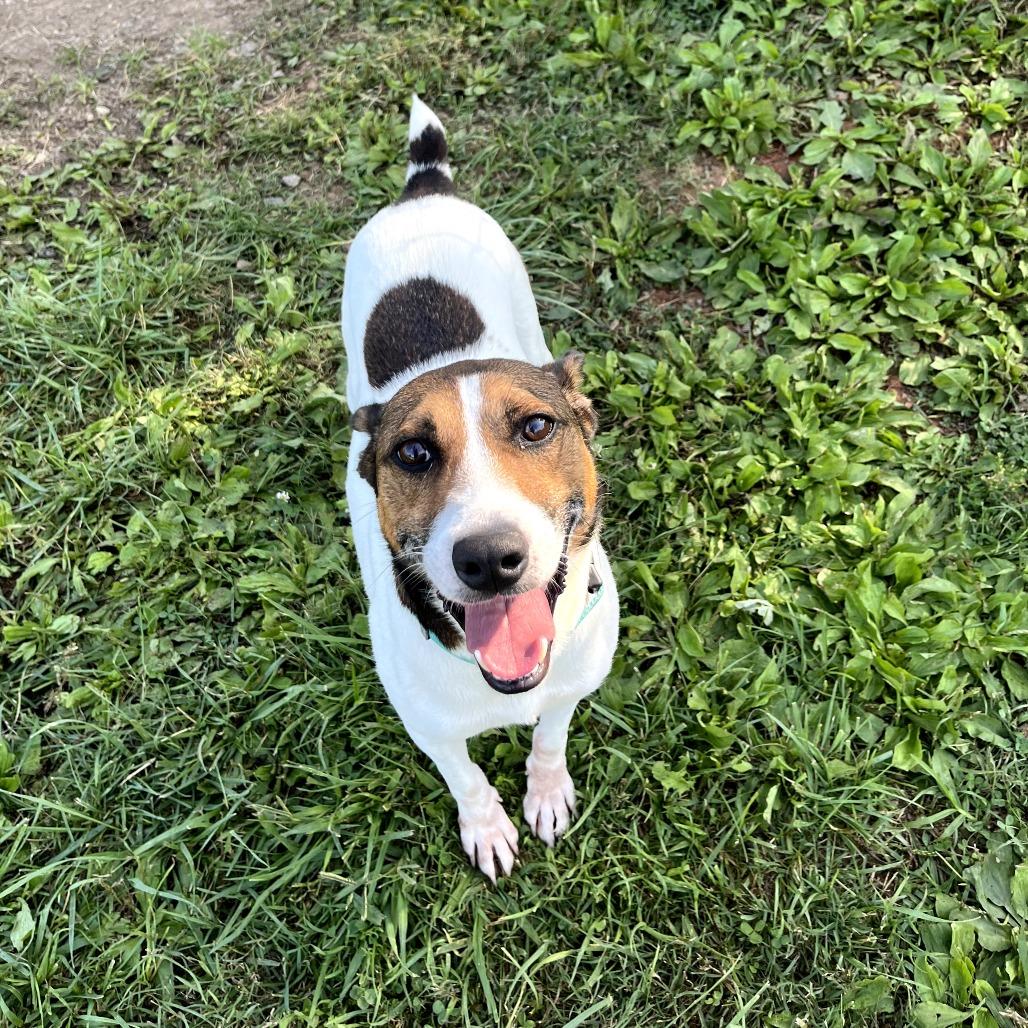 Bruno, Adoptable, Adult Male Parson Russell Terrier & Mixed Breed.