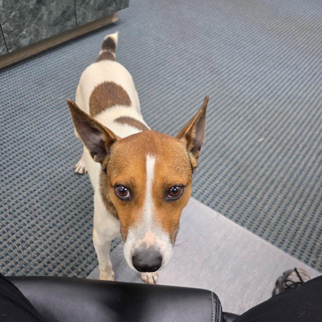 Bruno, a Adoptable mixed breed in Chatsworth, CA image 2/3