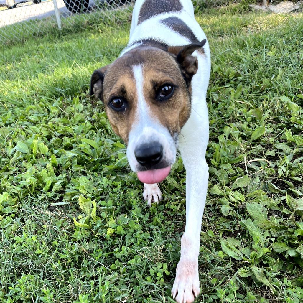 Bruno, a Adoptable mixed breed in Chatsworth, CA image 3/3