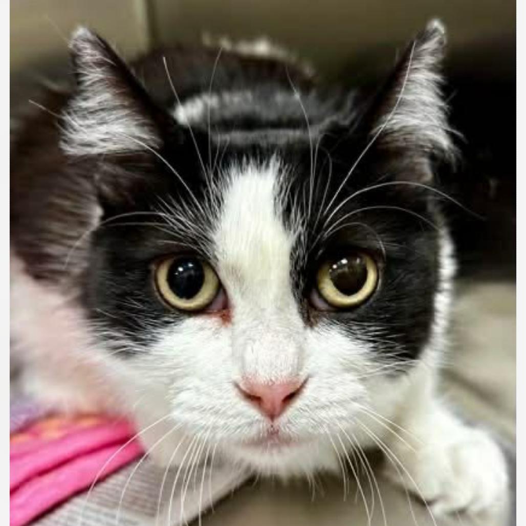 Enlarge Tohru, a Adoptable Domestic Medium Hair in Granby, MO image 1/1