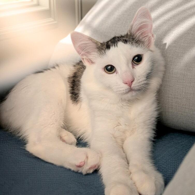 Adaine, Adoptable, Young Female Domestic Medium Hair.