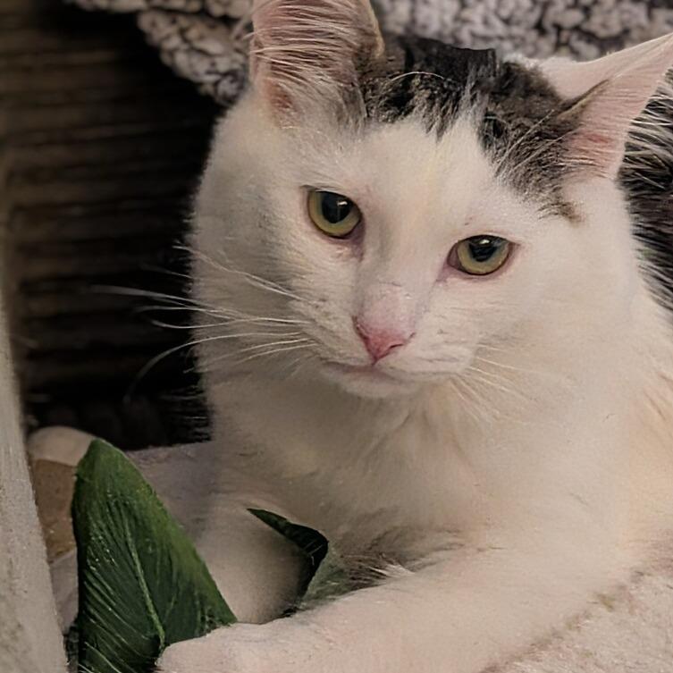 Enlarge Adaine, a Adoptable Domestic Medium Hair in Greensburg, PA image 2/2