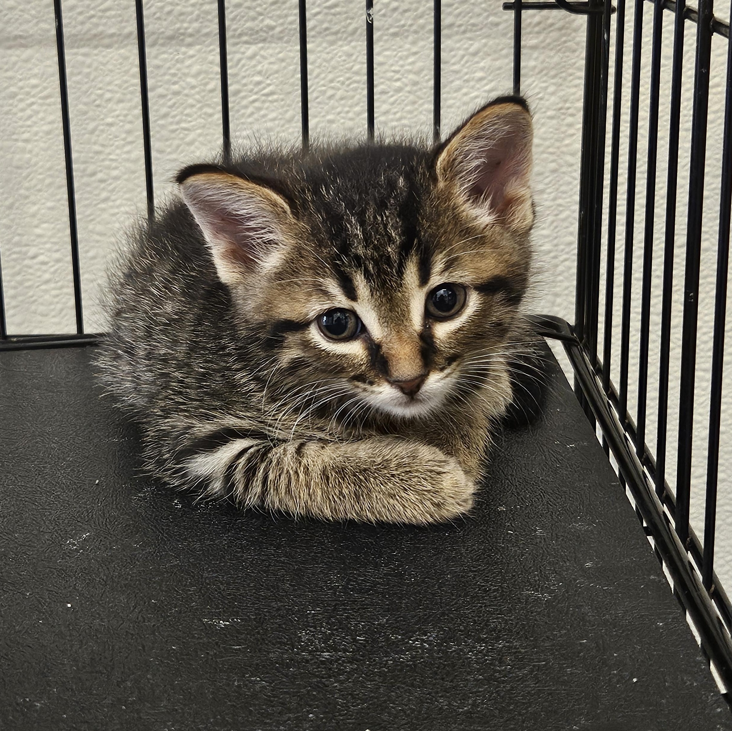 Ruble, Baby Male unknown