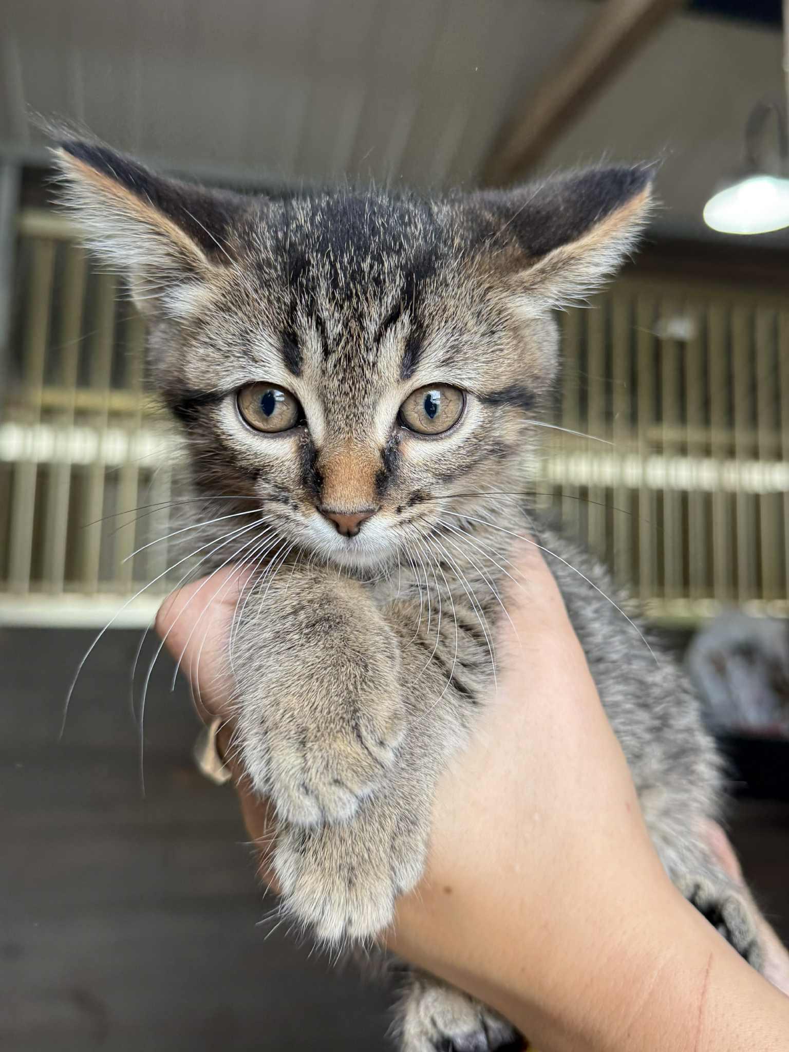 Ruble - In Foster