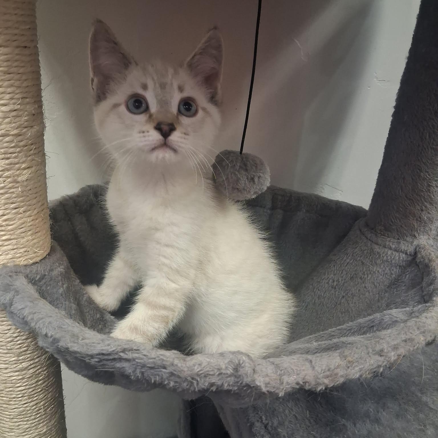 Cassian, an adopted mixed breed in Roosevelt, UT image 3/4