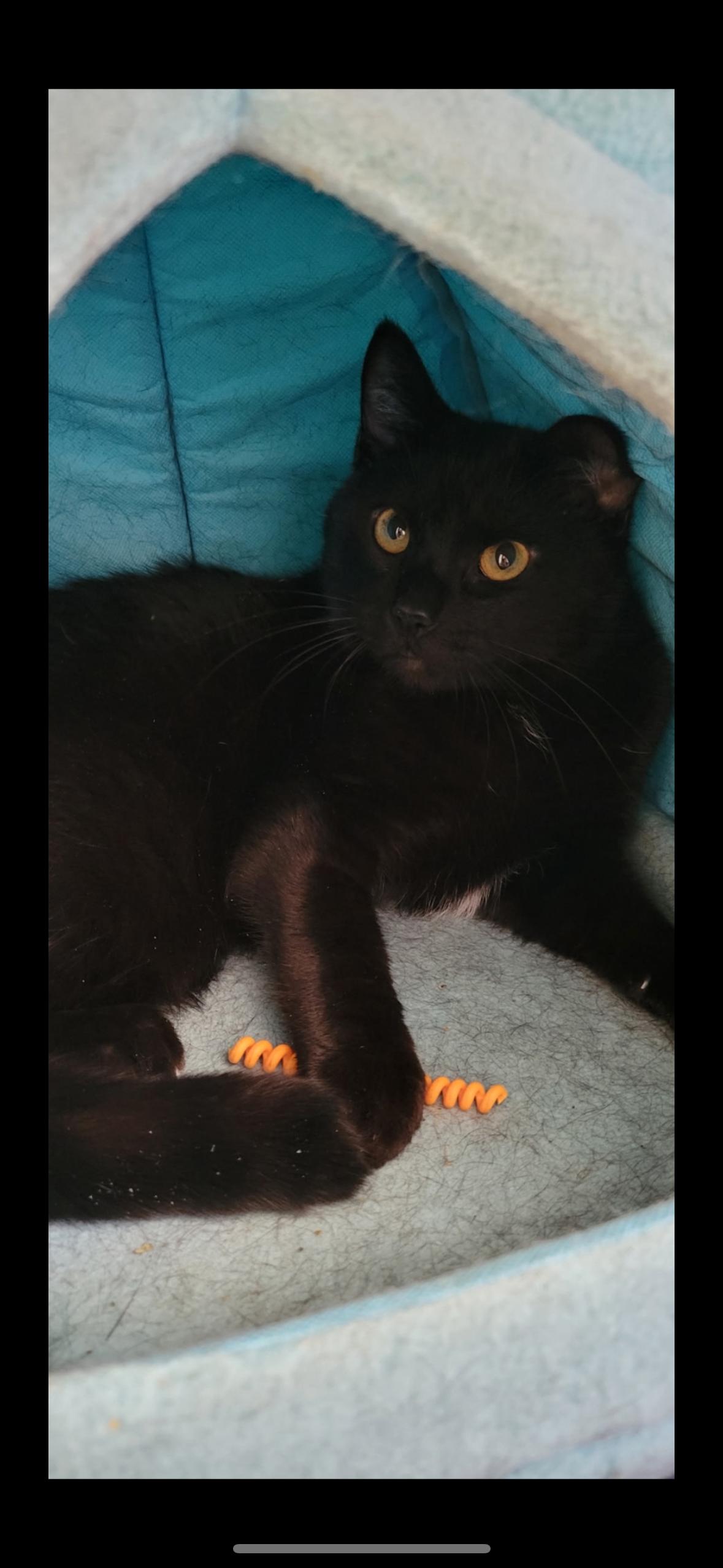 Enlarge Sturgeon, an adopted Domestic Short Hair in Manchester, NH image 1/1