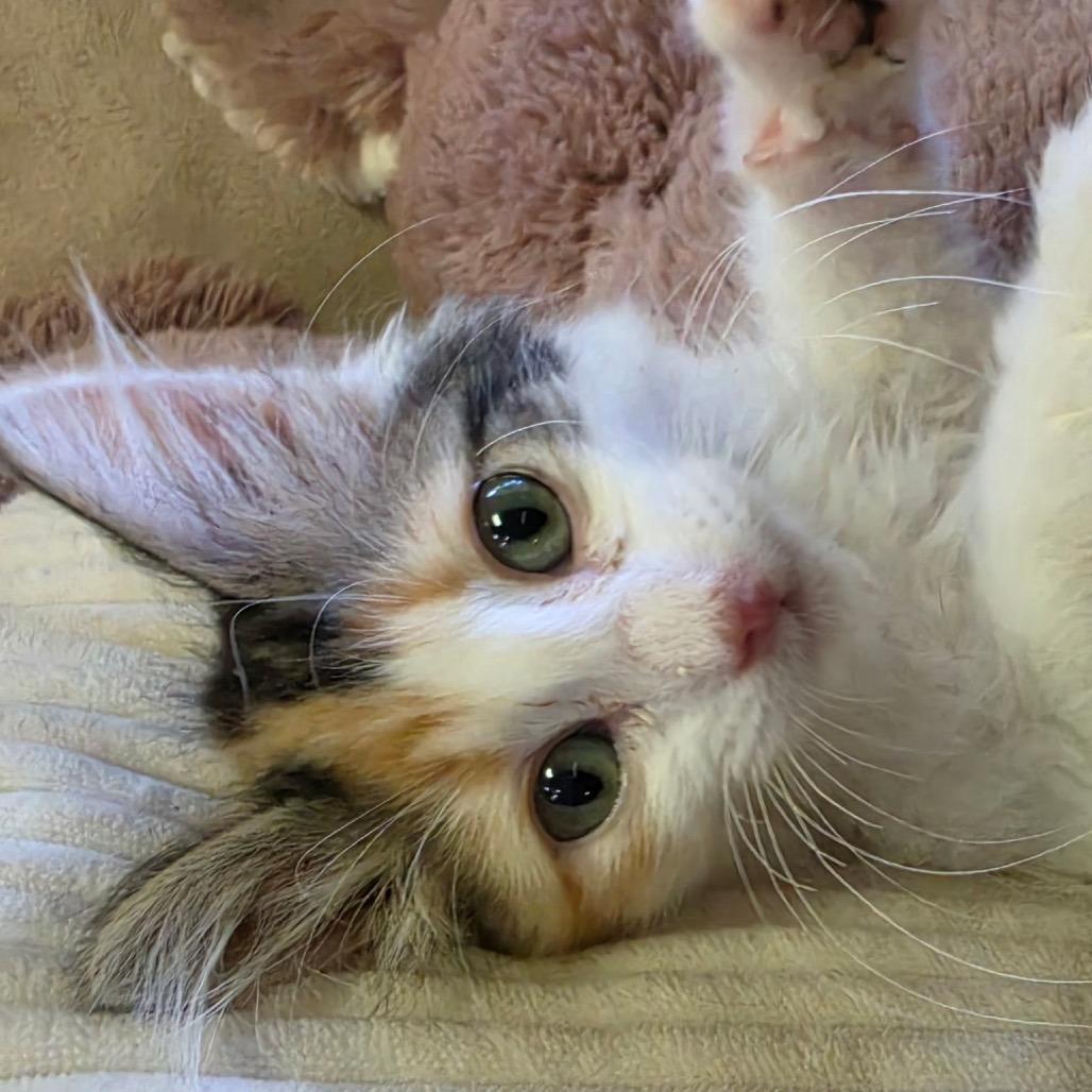 PATCHWORK, adopted, Kitten Female Domestic Long Hair.