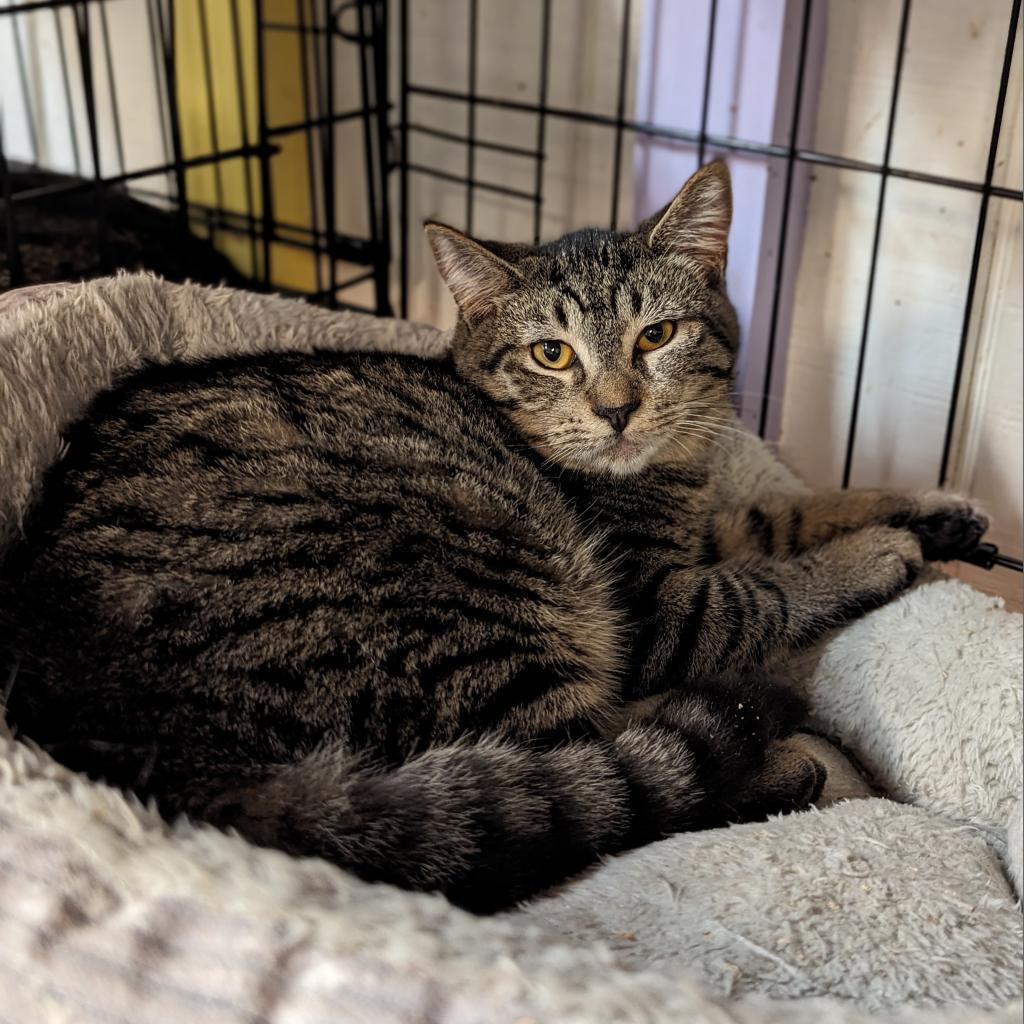 Enlarge Oliver, a Adoptable Domestic Short Hair in Buffalo, NY image 1/1