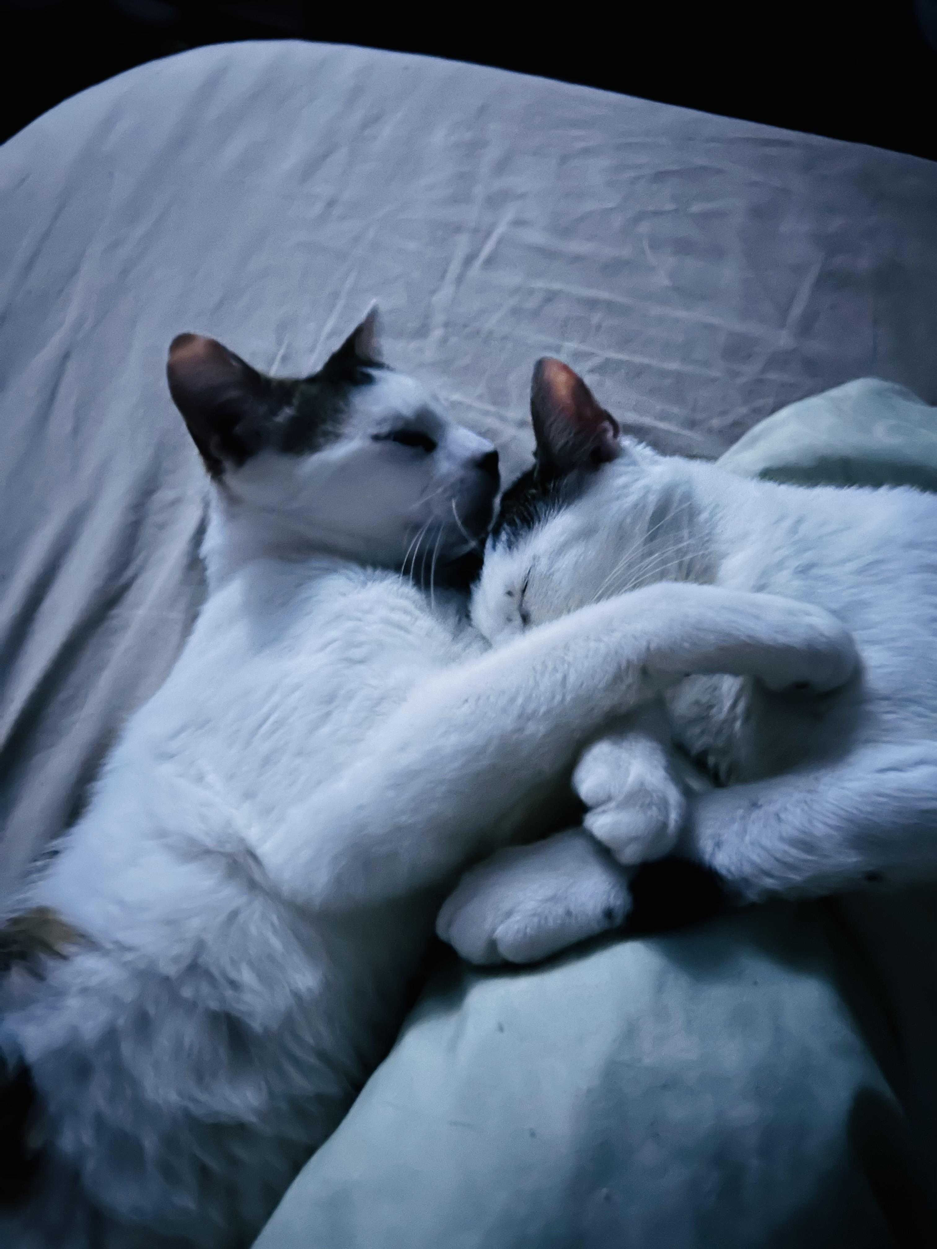 Bruni (sweet gal) loving, a Adoptable Domestic Short Hair in Daytona Beach, FL image 2/5