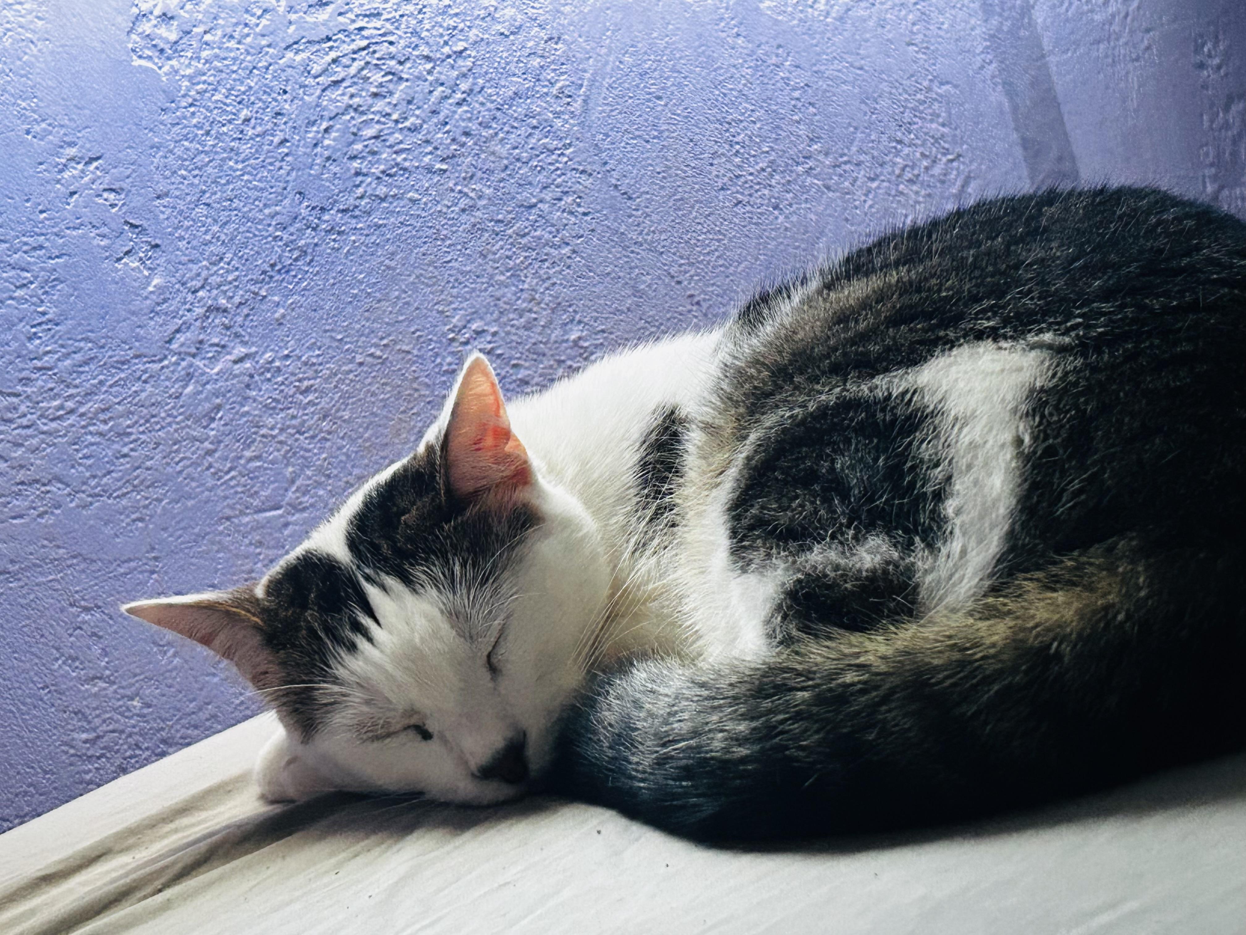 Bruni (sweet gal) loving, a Adoptable Domestic Short Hair in Daytona Beach, FL image 3/5