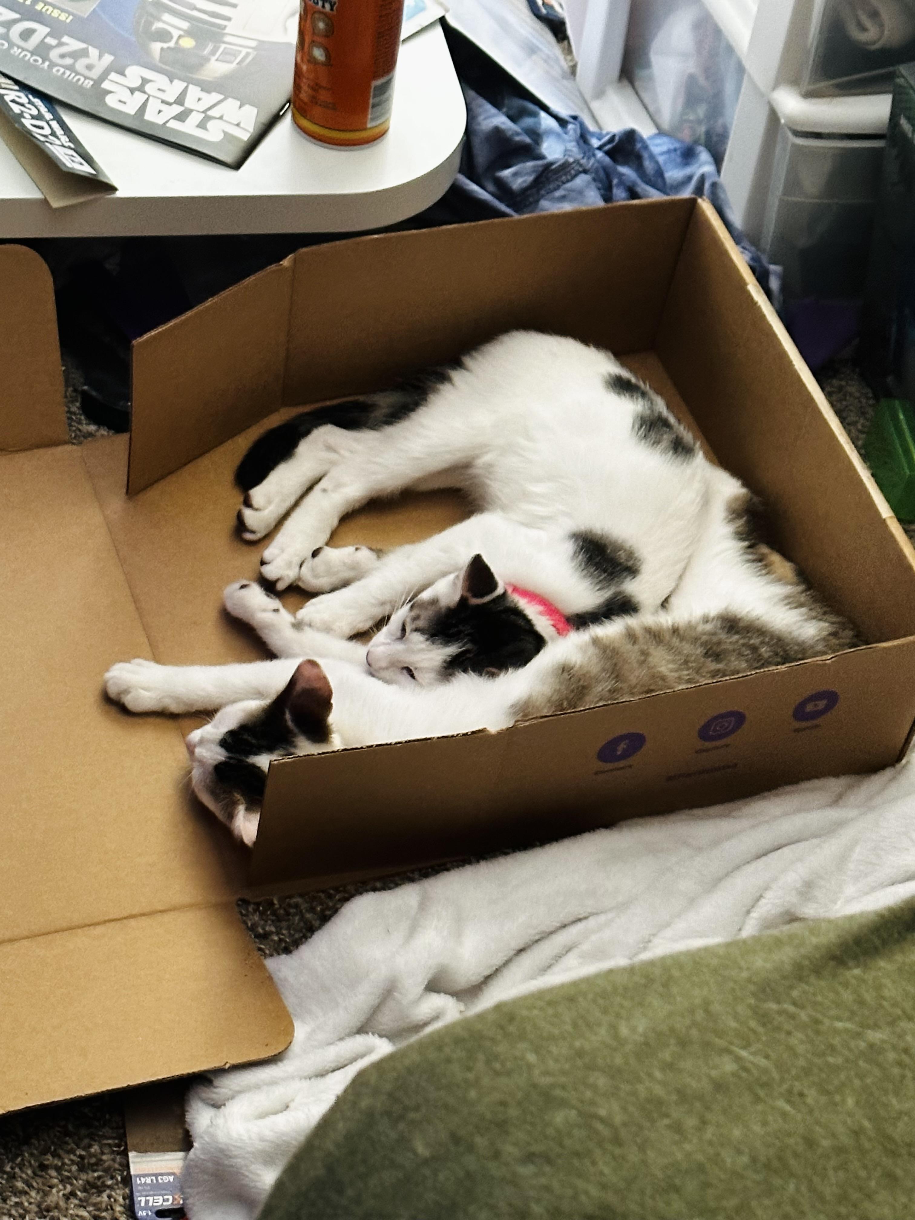 Bruni (sweet gal) loving