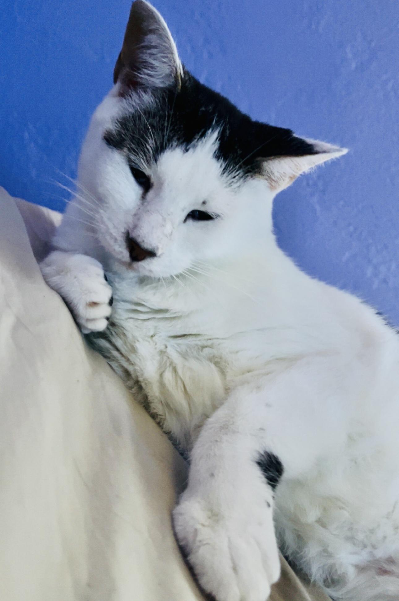 Bruni (sweet gal) loving, a Adoptable Domestic Short Hair in Daytona Beach, FL image 1/5