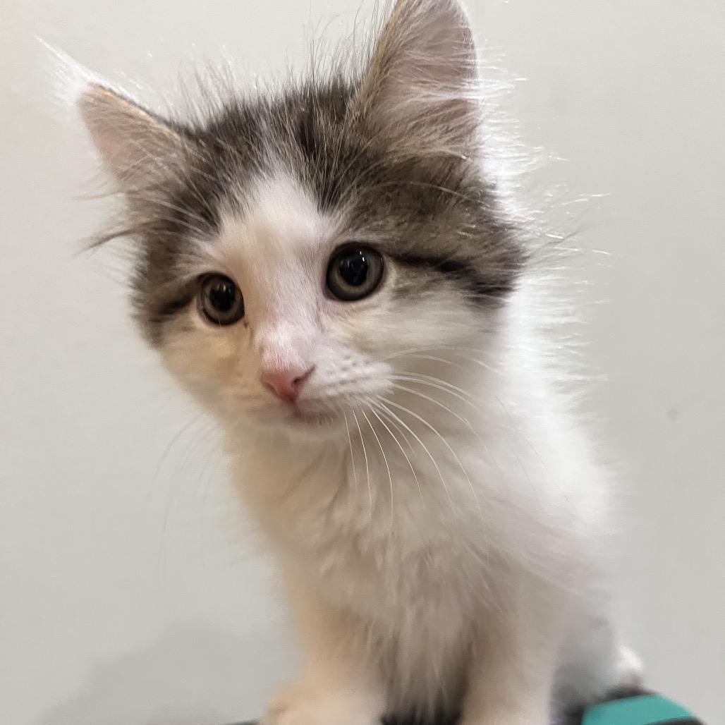 Snow Fall, Adoptable, Kitten Female Domestic Long Hair.