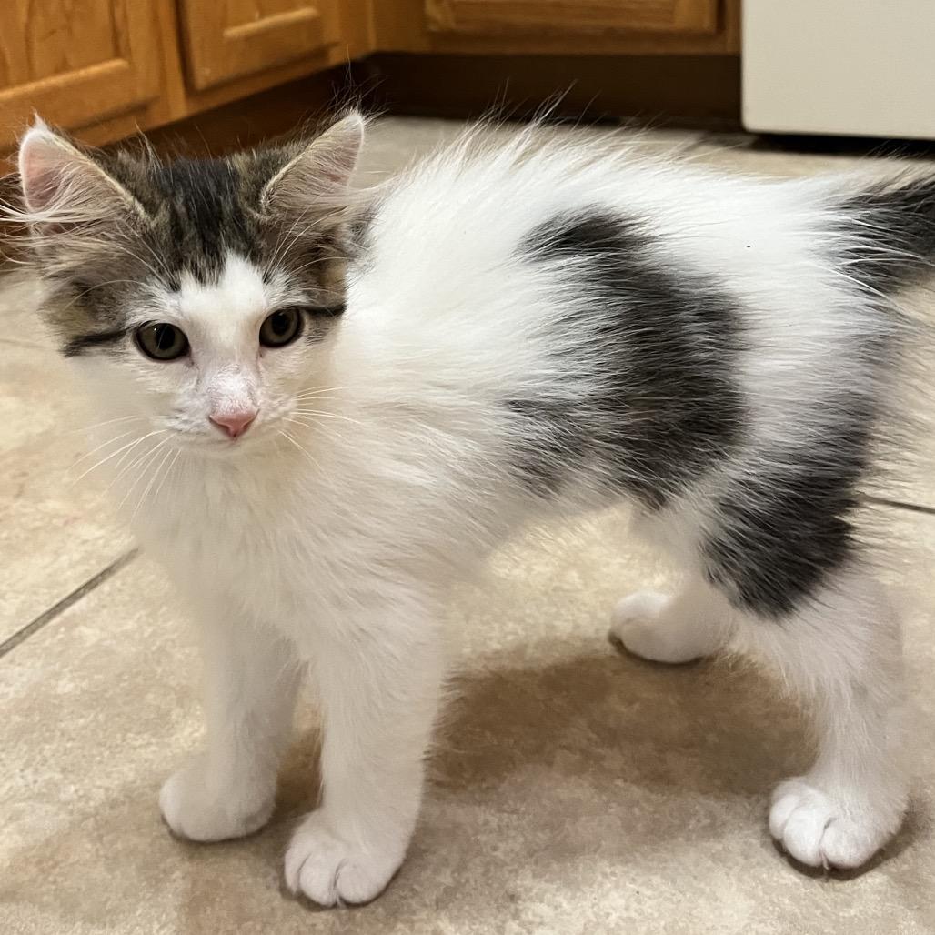 Snow Fall, a Adoptable Domestic Long Hair in North Port, FL image 2/4