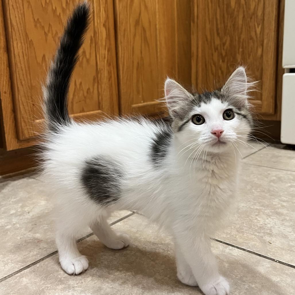 Snow Fall, a Adoptable Domestic Long Hair in North Port, FL image 3/4