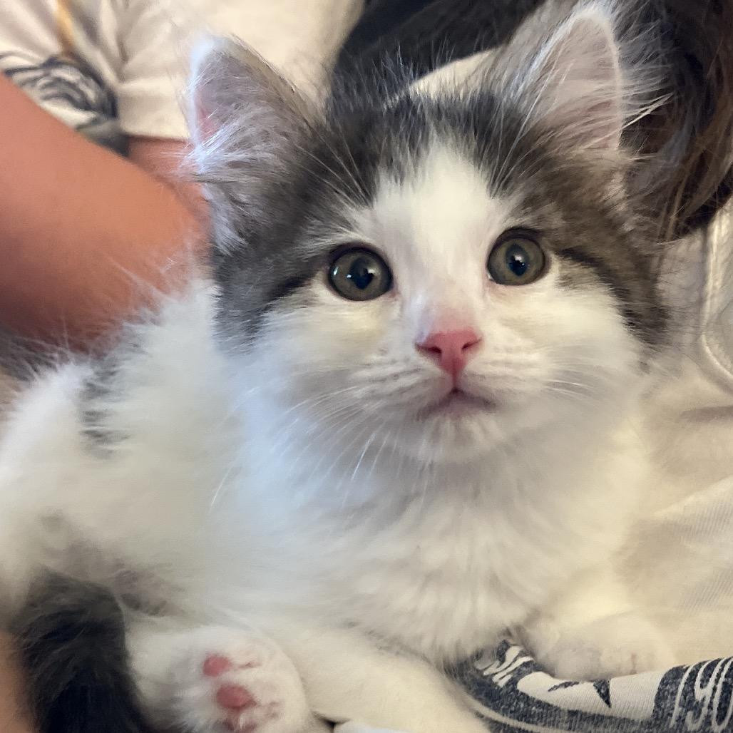 Snow Fall, a Adoptable Domestic Long Hair in North Port, FL image 4/4