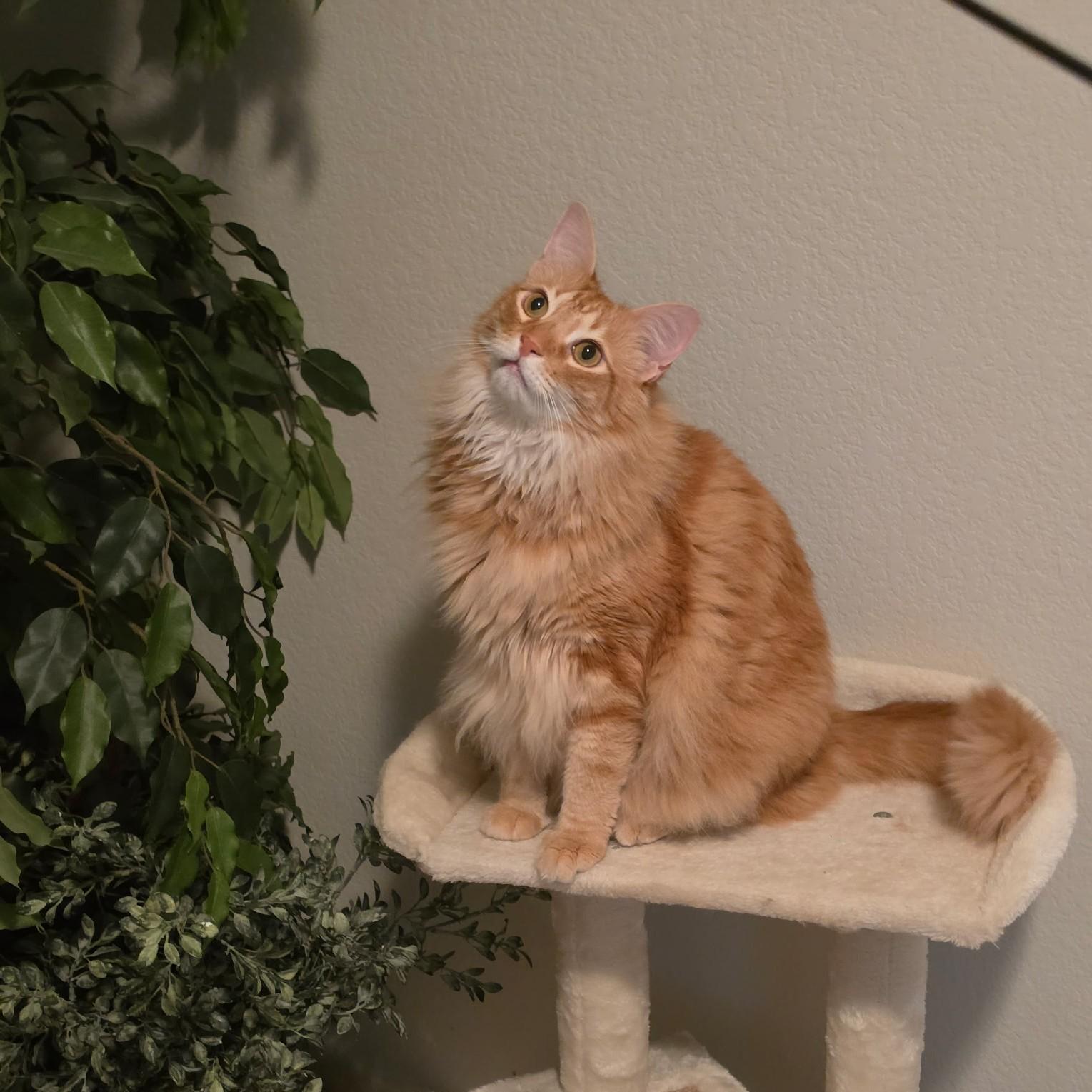 Enlarge Milton (Maine Coon mix), an adopted mixed breed in Allen, TX image 3/6