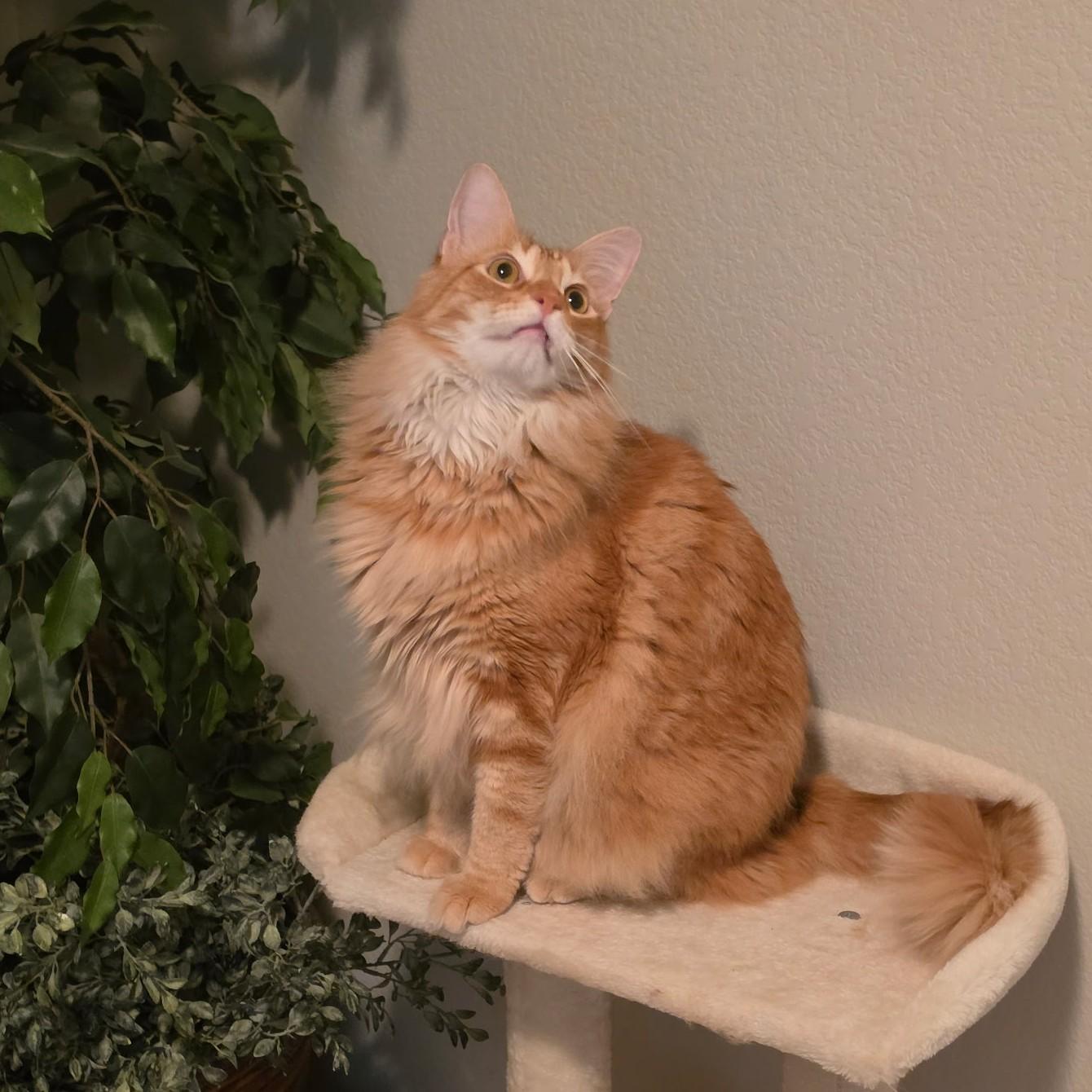 Enlarge Milton (Maine Coon mix), an adopted mixed breed in Allen, TX image 6/6