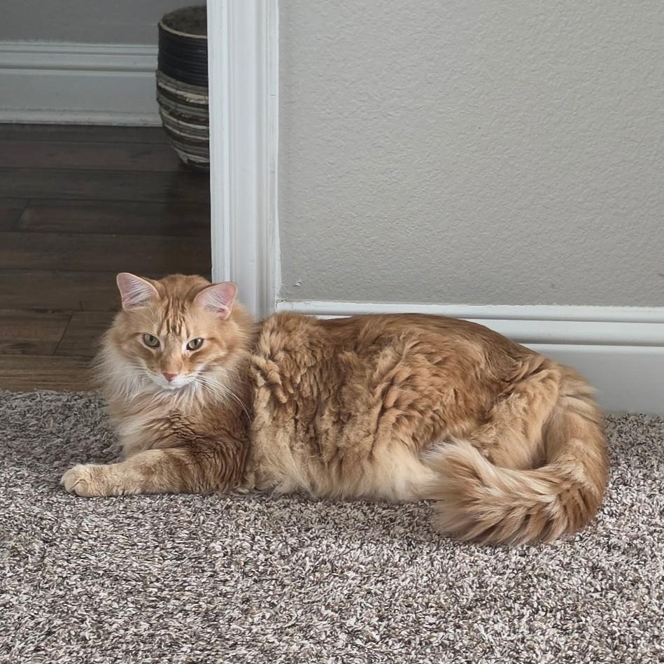 Enlarge Milton (Maine Coon mix), an adopted mixed breed in Allen, TX image 5/6