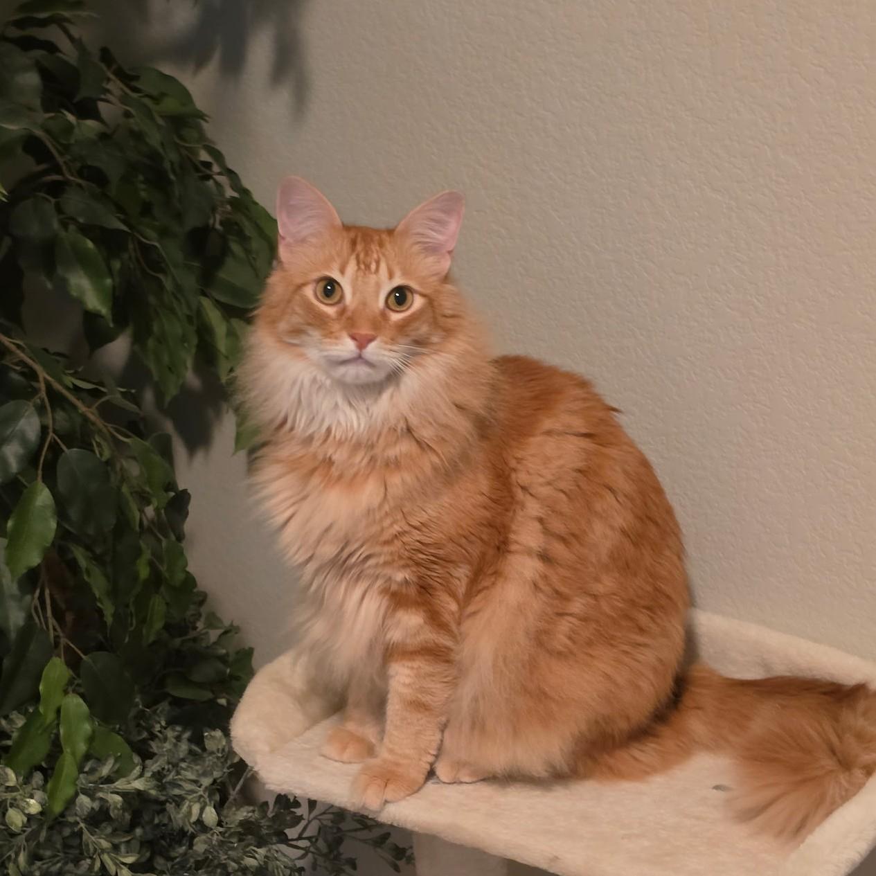Enlarge Milton (Maine Coon mix), an adopted mixed breed in Allen, TX image 4/6