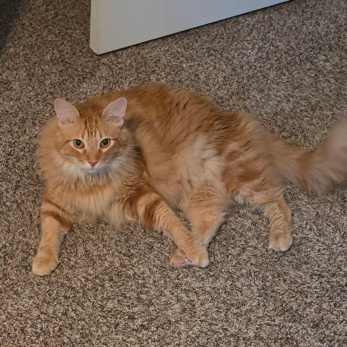 Enlarge Milton (Maine Coon mix), an adopted mixed breed in Allen, TX image 2/6