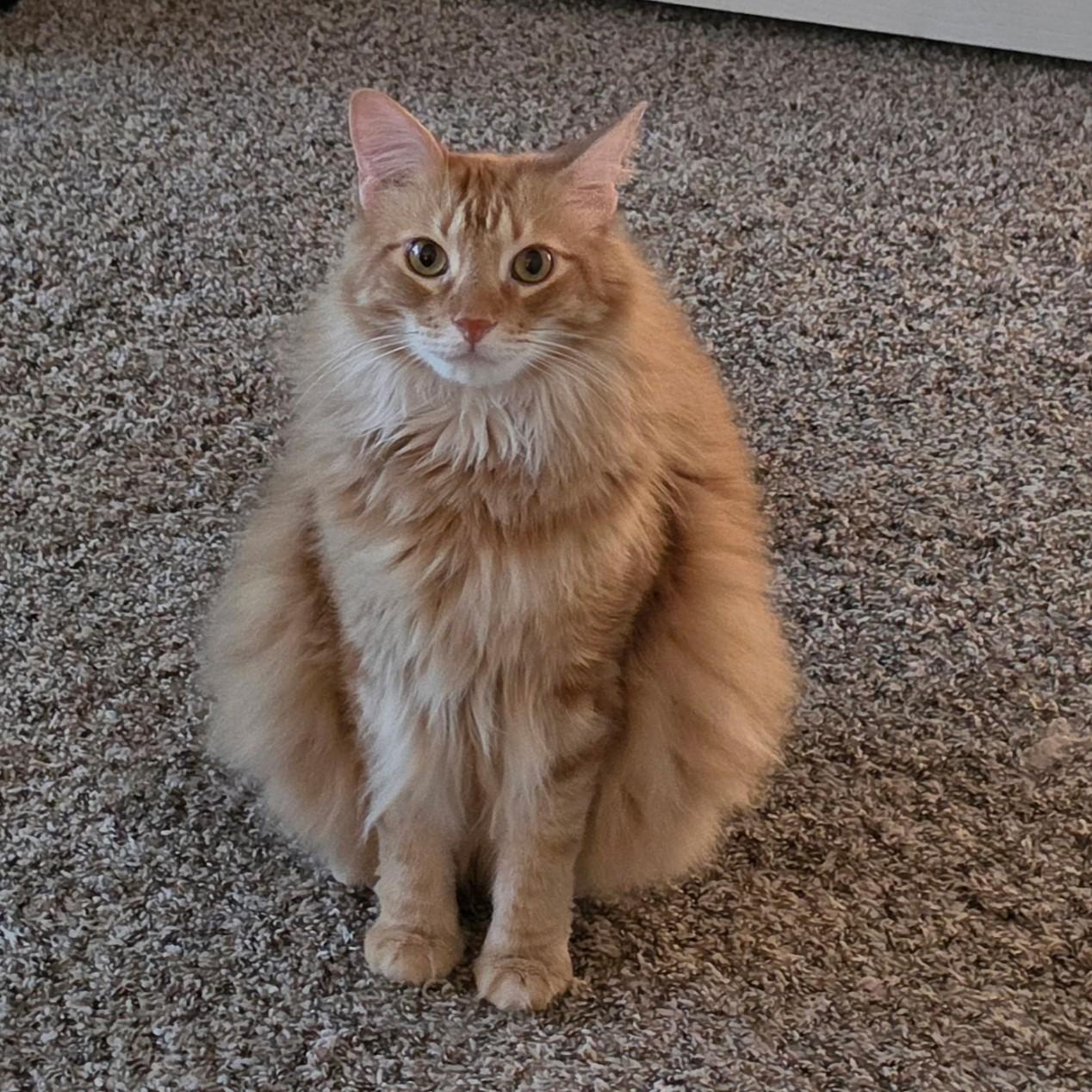 Milton (Maine Coon mix), adopted, Adult Male Maine Coon & Domestic Long Hair.