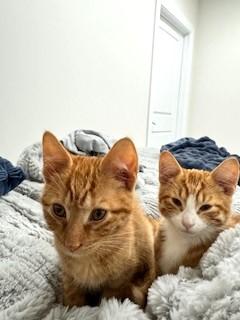 Cheeto, Adopted, Young Male Domestic Short Hair.
