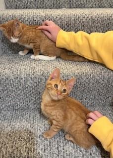 Cheeto, a Adopted mixed breed in Hull, MA image 2/4