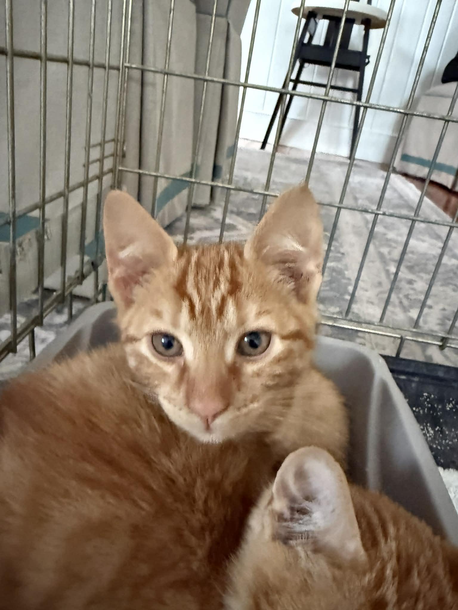 Cheeto, a Adopted mixed breed in Hull, MA image 4/4