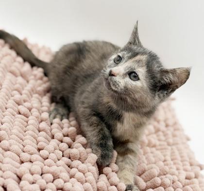 Enlarge Maddie is simply magic Mushy floofy and just wonderful, an adopted mixed breed in Bedford Hills, NY image 4/6