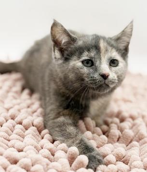 Enlarge Maddie is simply magic Mushy floofy and just wonderful, an adopted mixed breed in Bedford Hills, NY image 5/6
