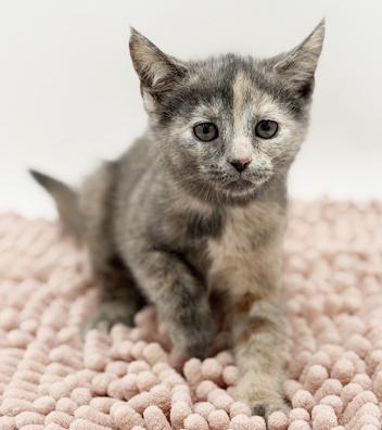 Enlarge Maddie is simply magic Mushy floofy and just wonderful, an adopted mixed breed in Bedford Hills, NY image 3/6