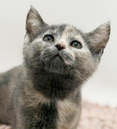 Enlarge Maddie is simply magic Mushy floofy and just wonderful, an adopted mixed breed in Bedford Hills, NY image 1/6